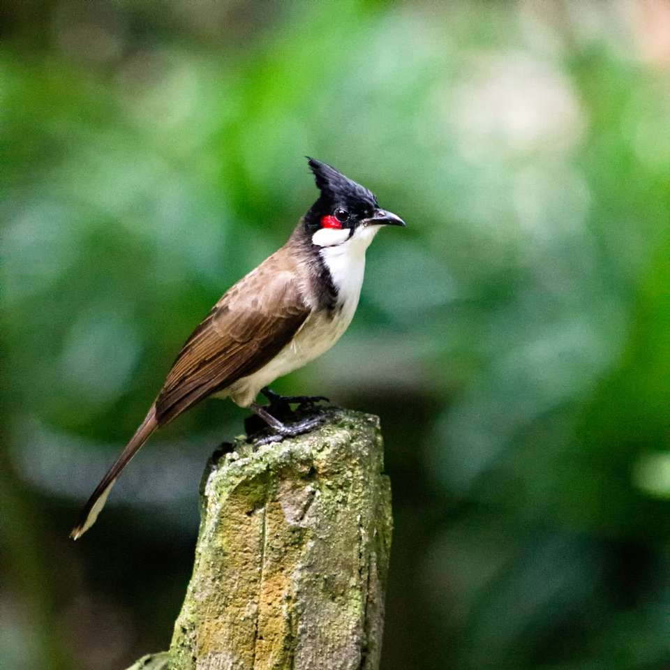 черно-бяла птица на кафяв клон на дървото онлайн пъзел