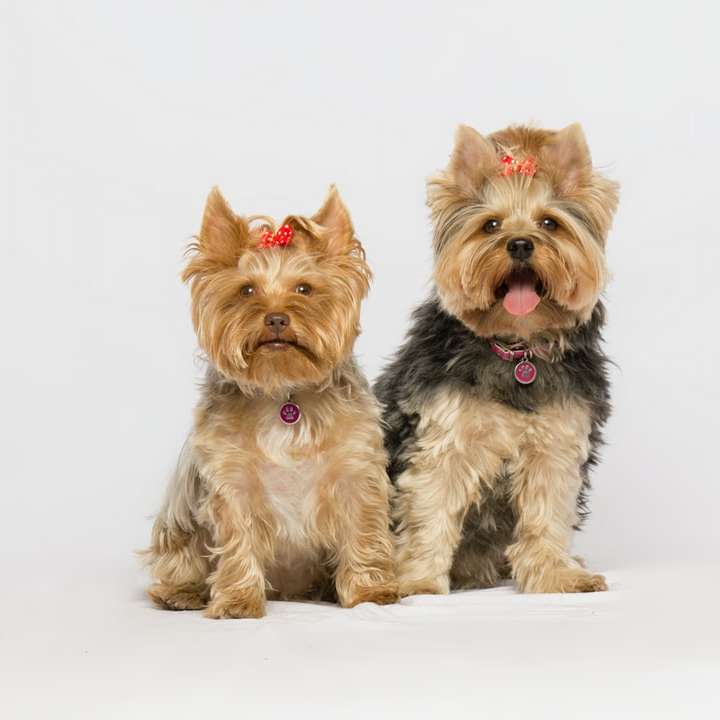 black and brown yorkshire terrier sliding puzzle online