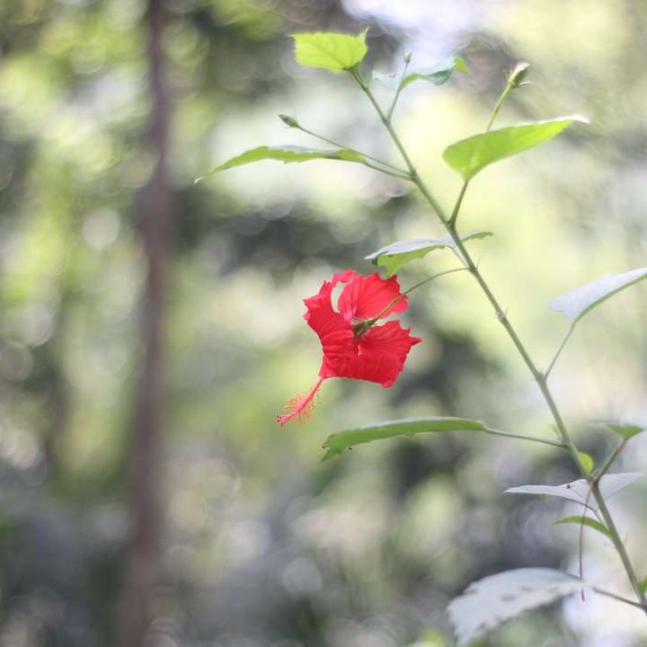 flor roja en lente de cambio de inclinación puzzle deslizante online