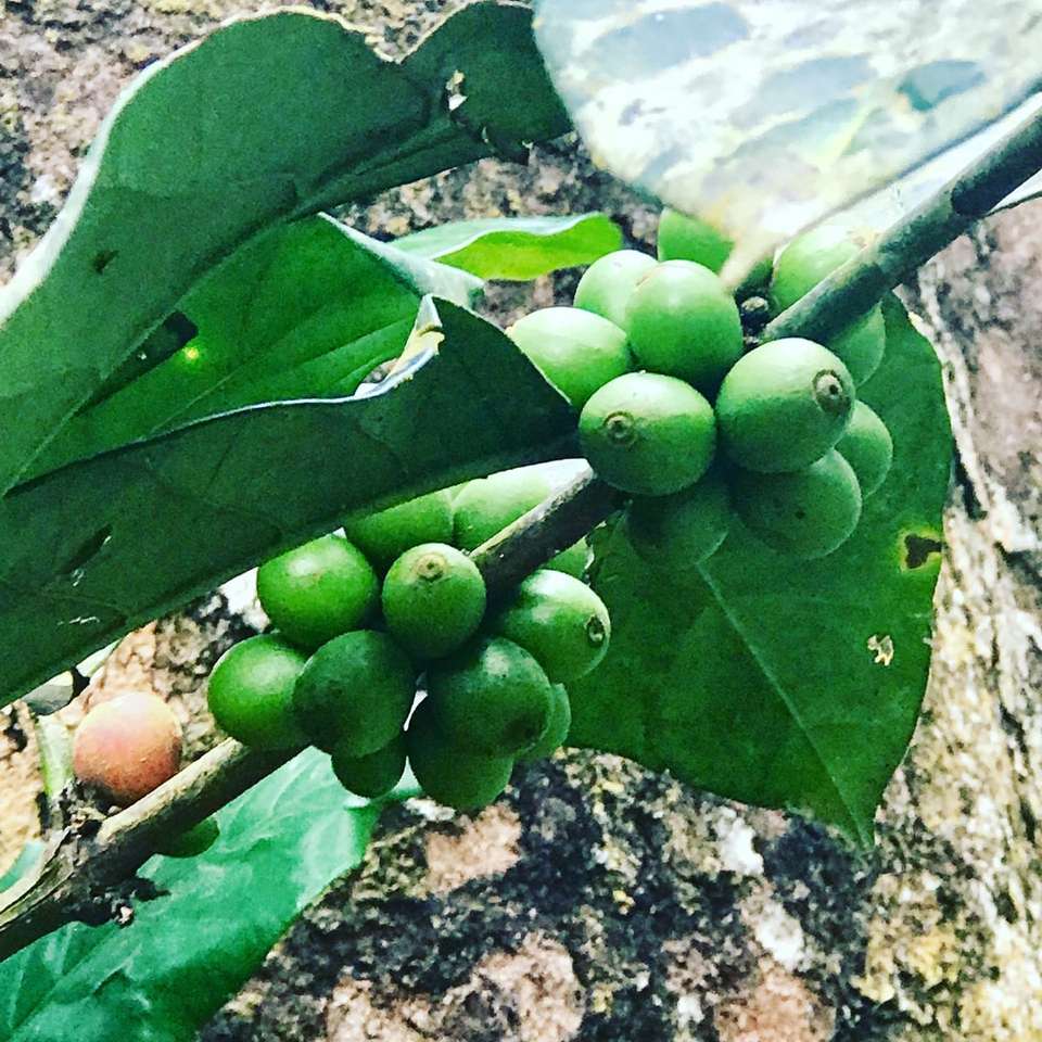 zelené kulaté plody na stromě během dne posuvné puzzle online