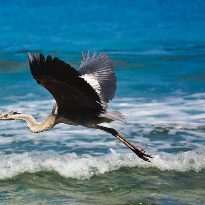 черно-бяла птица, летяща над морето през деня онлайн пъзел