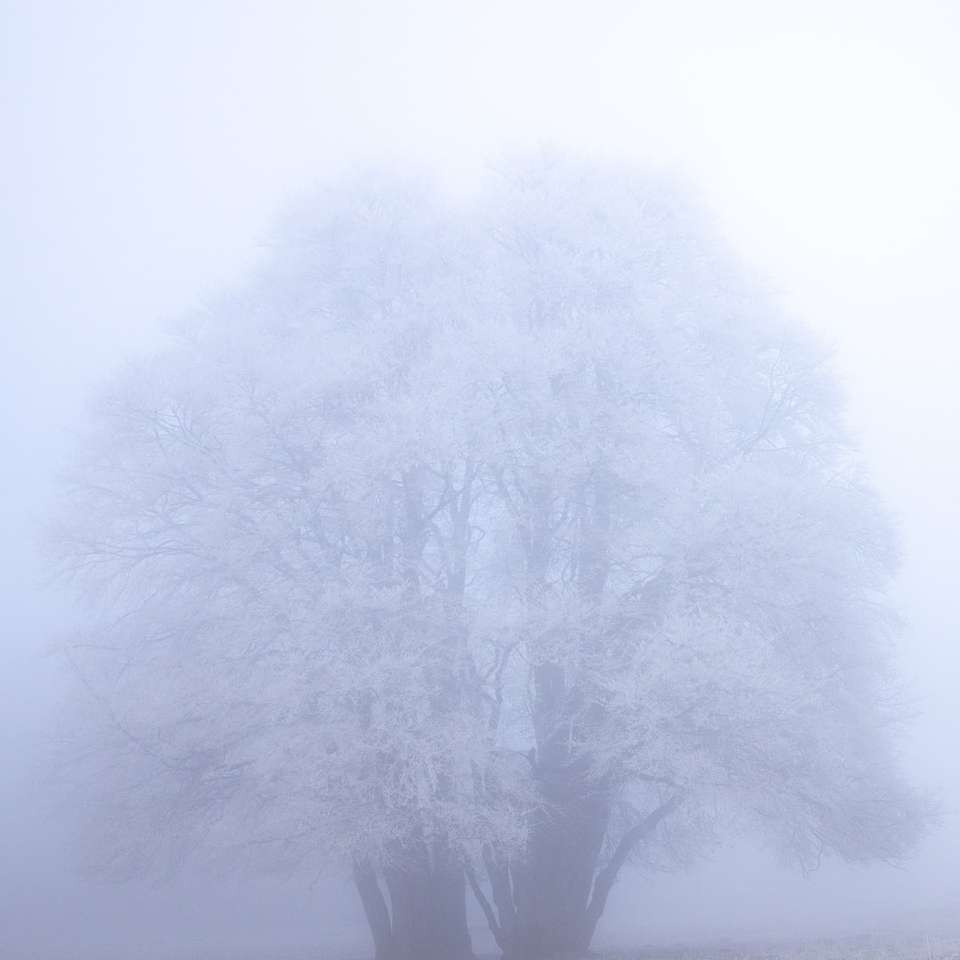 vitt träd på vit bakgrund glidande pussel online
