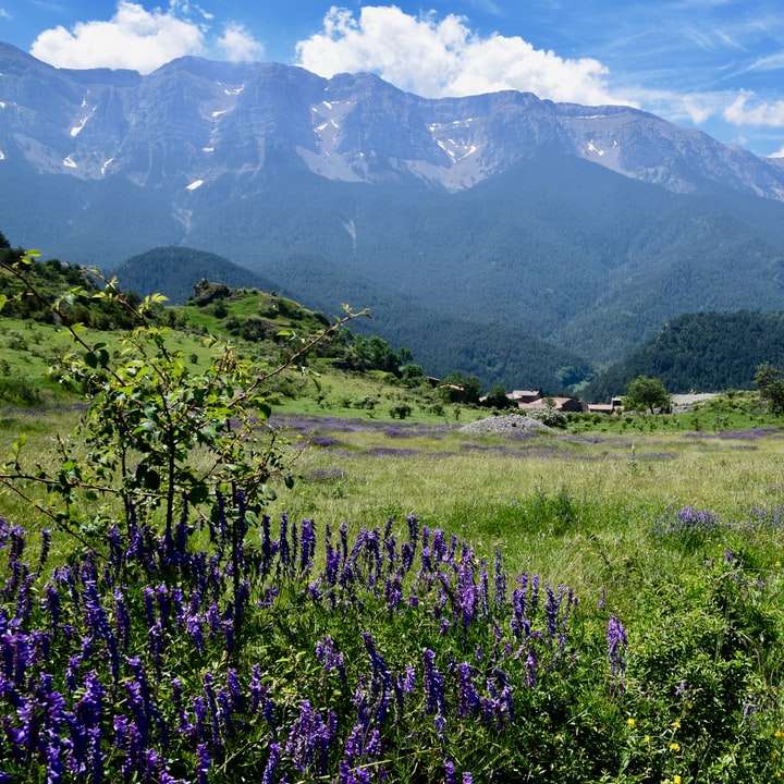 campo de flores roxas perto de montanhas verdes durante o dia puzzle online
