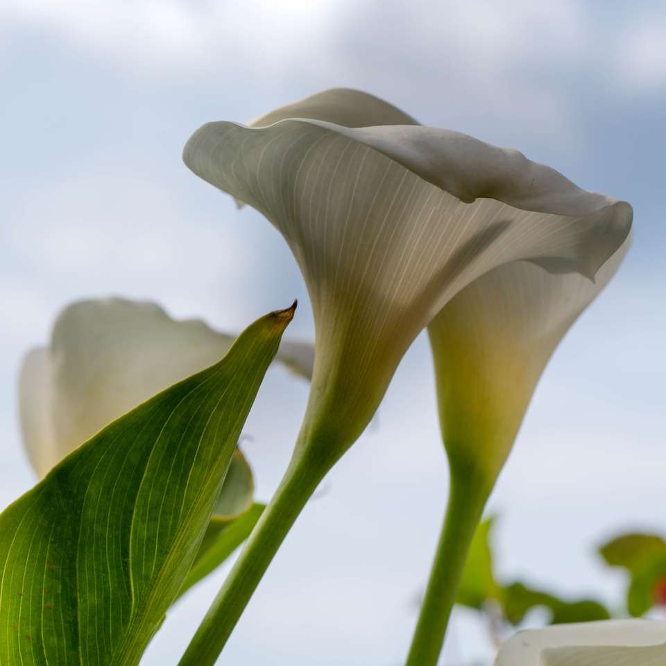 witte bloem in close-up fotografie online puzzel