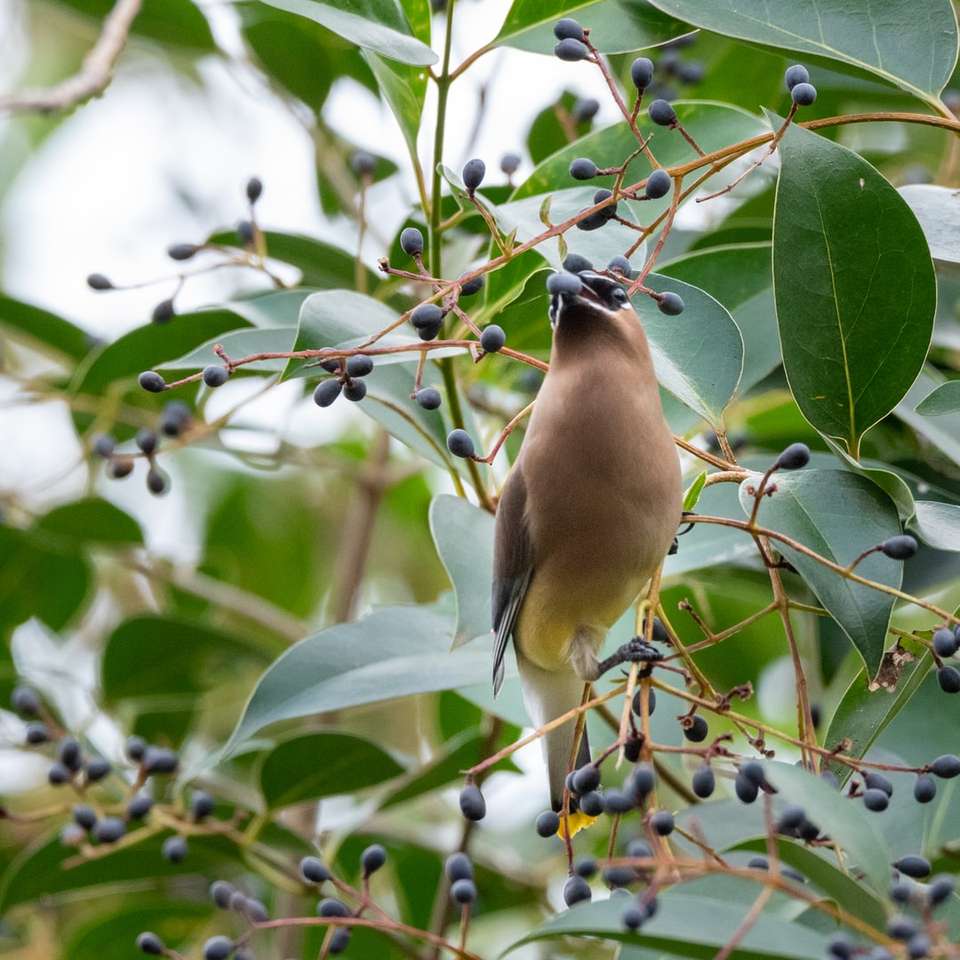 καφέ πουλί σε κλαδί δέντρου κατά τη διάρκεια της ημέρας online παζλ