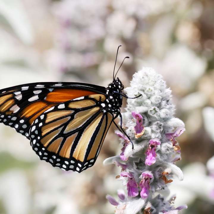 fluture monarh cocoțat pe floarea mov puzzle online