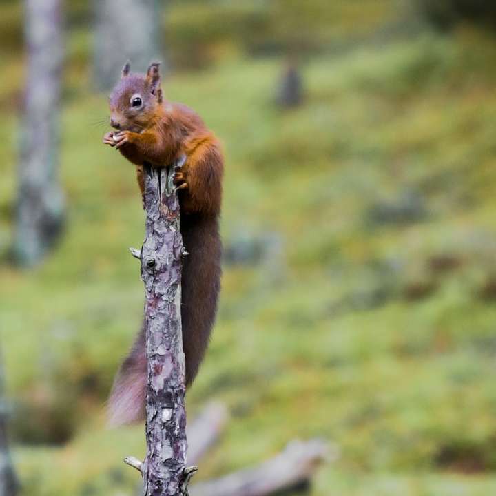 brązowa wiewiórka na gałęzi drzewa w ciągu dnia puzzle przesuwne online