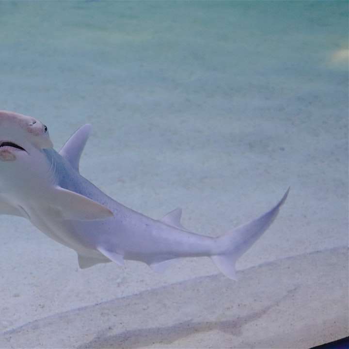 λευκό καρχαρία στο νερό συρόμενο παζλ online