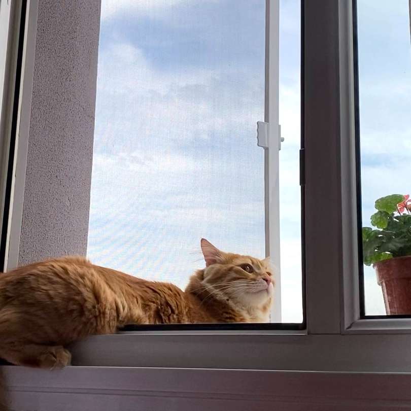 pisică tigrată portocalie întinsă pe fereastră puzzle online