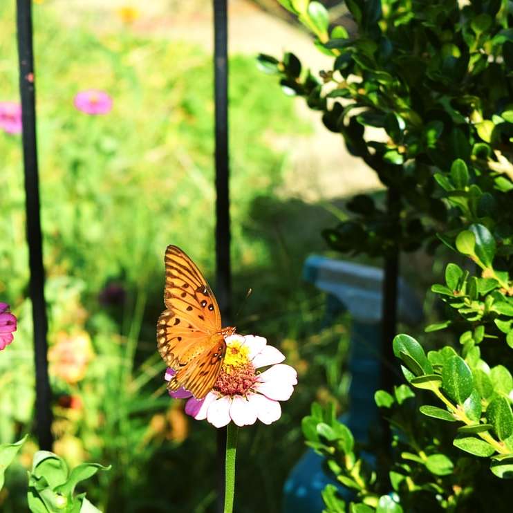 Mariposa marrón posado sobre flor blanca durante el día puzzle deslizante online