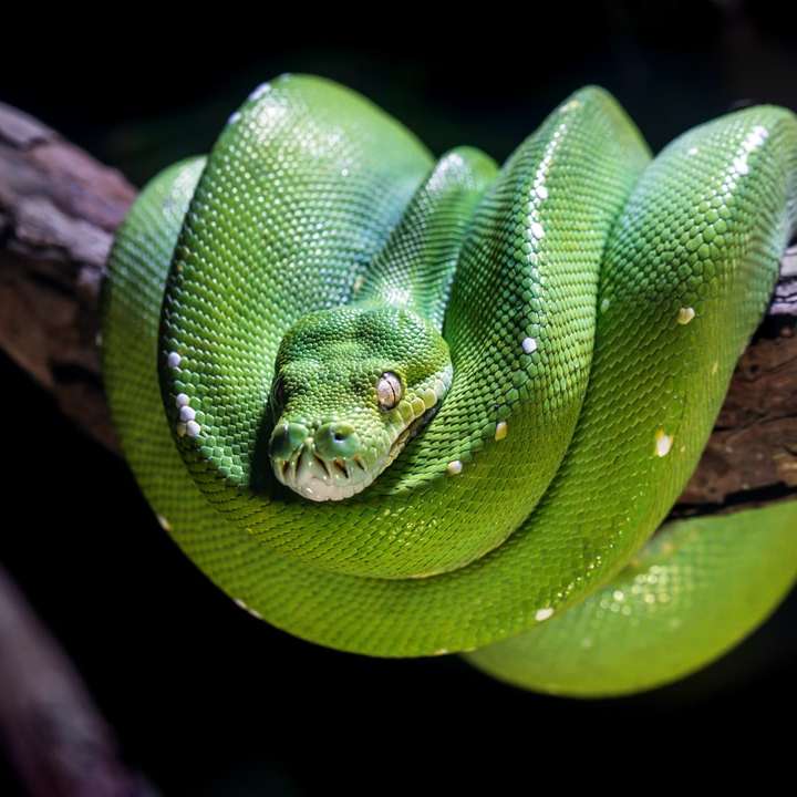 zelený had na hnědé větvi stromu posuvné puzzle online