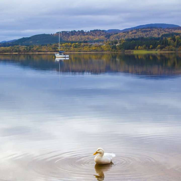 weiße Ente am Gewässer während des Tages Online-Puzzle