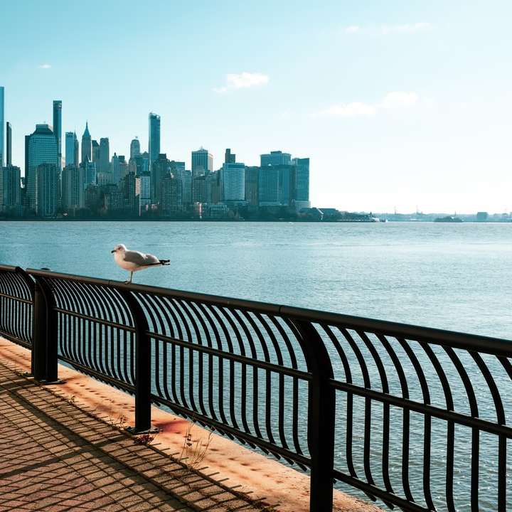 bílý pták na černém kovovém plotu poblíž vodní plochy posuvné puzzle online