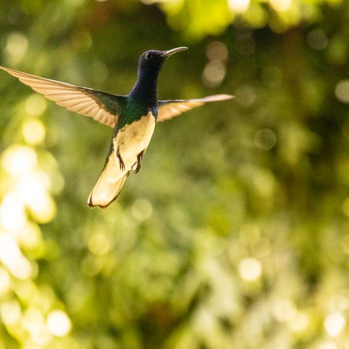 зелена и черна тананикаща птица, летяща през деня онлайн пъзел