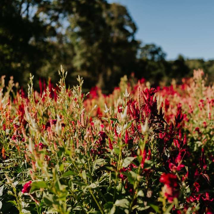 κόκκινα λουλούδια κάτω από το γαλάζιο του ουρανού κατά τη διάρκεια της ημέρας συρόμενο παζλ online