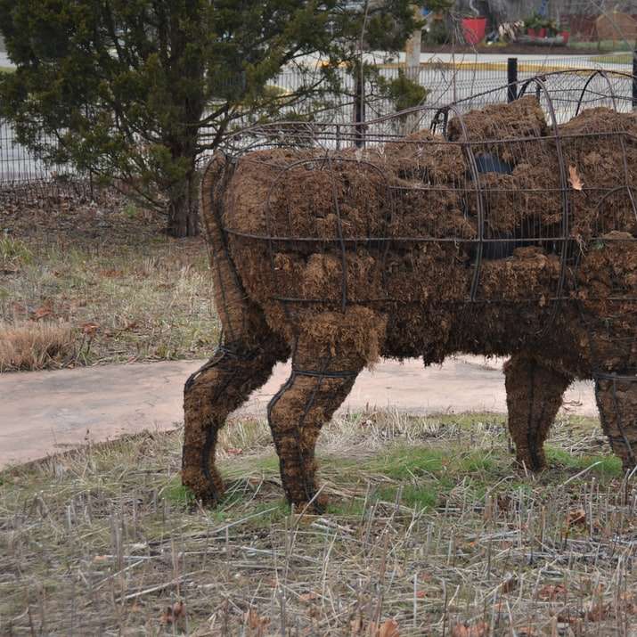 коричневий і чорний буйвол на коричневій траві поля розсувний пазл онлайн