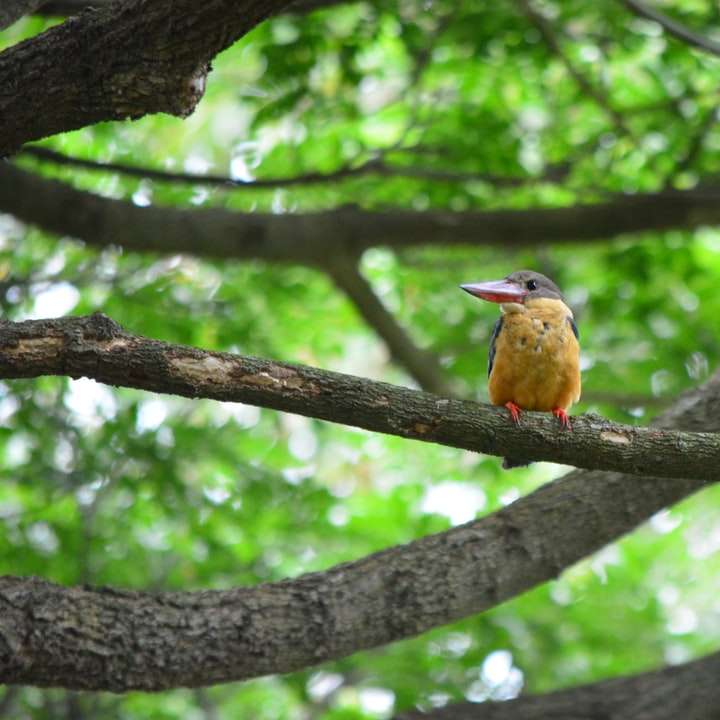 pájaro amarillo en la rama de un árbol marrón durante el día puzzle deslizante online
