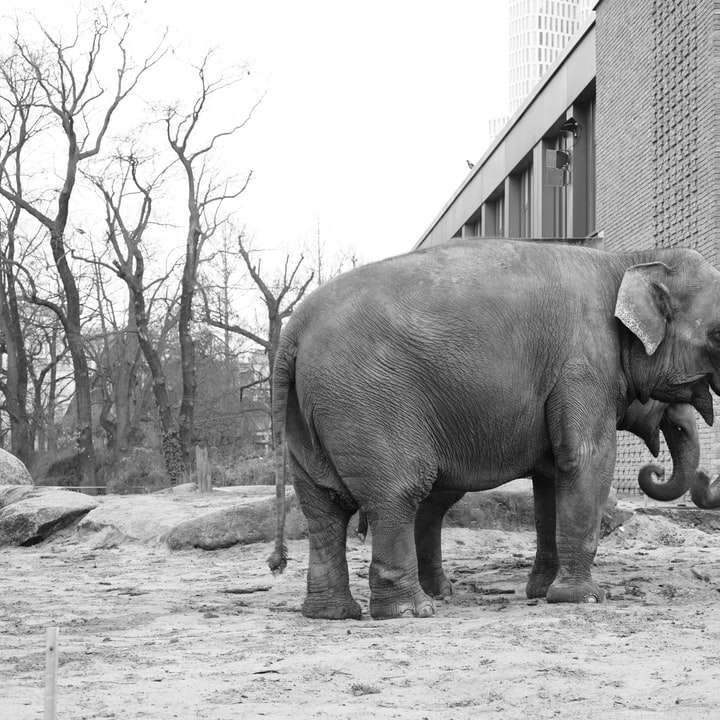 szürkeárnyalatos fotó az úton sétáló elefántról online puzzle