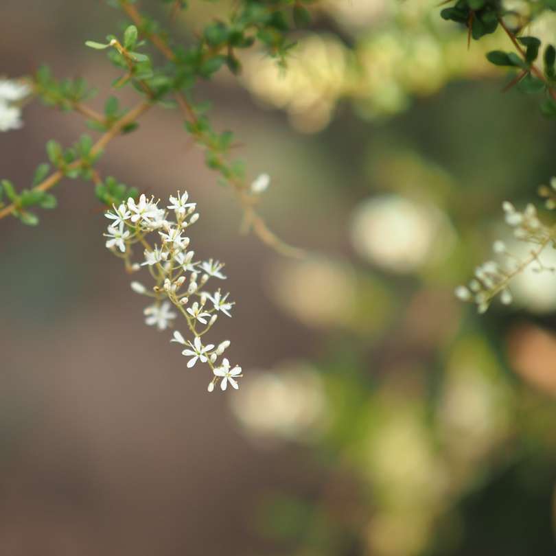 white flower in tilt shift lens online puzzle