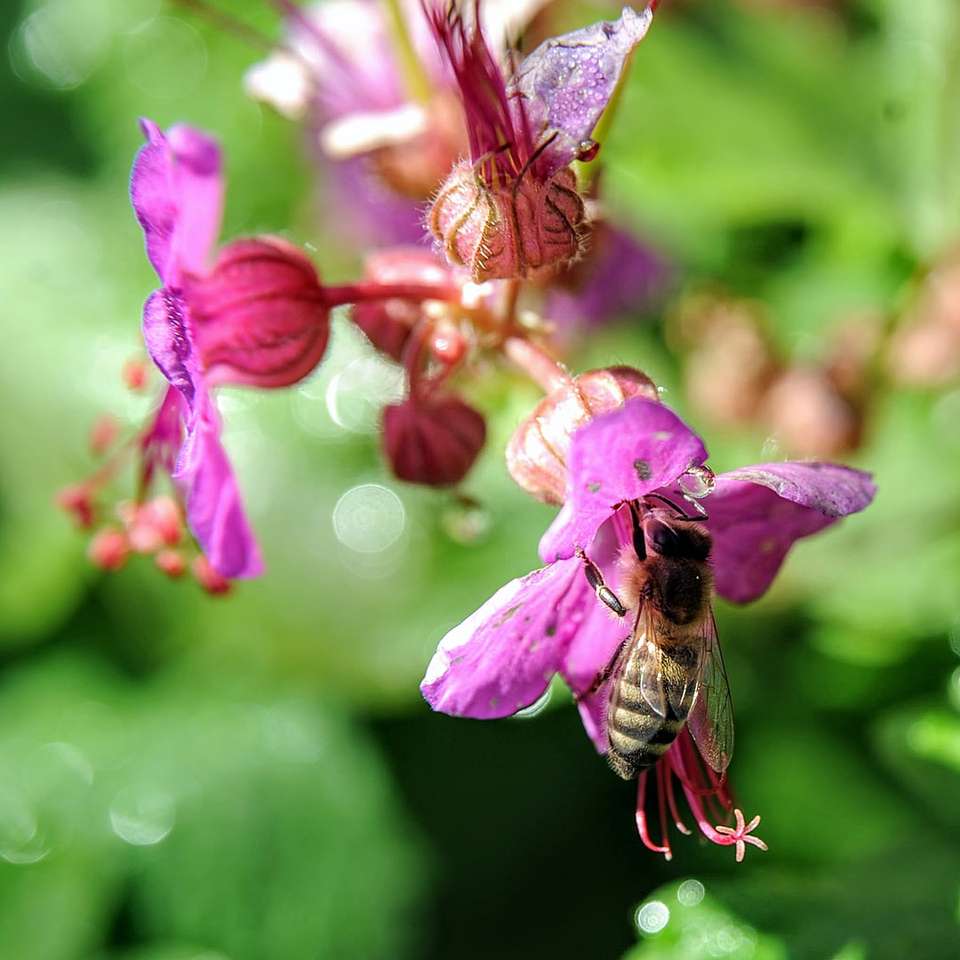 honungsbin uppflugen på rosa blomma i närbildfotografering Pussel online