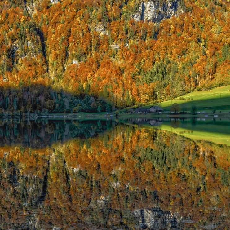 alberi marroni e verdi accanto al lago durante il giorno puzzle scorrevole online