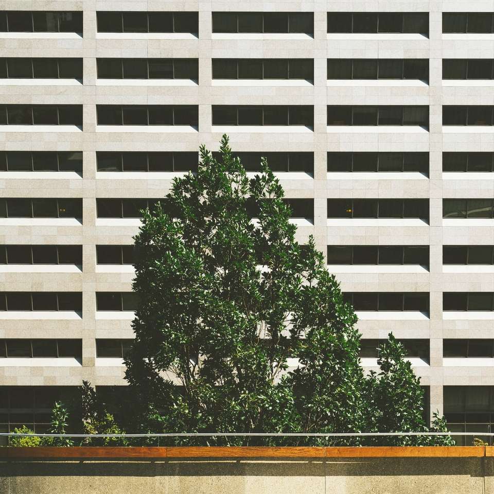 zelený strom vedle betonové budovy online puzzle