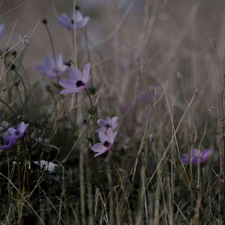 lila blomma i fältet för grönt gräs under dagtid Pussel online