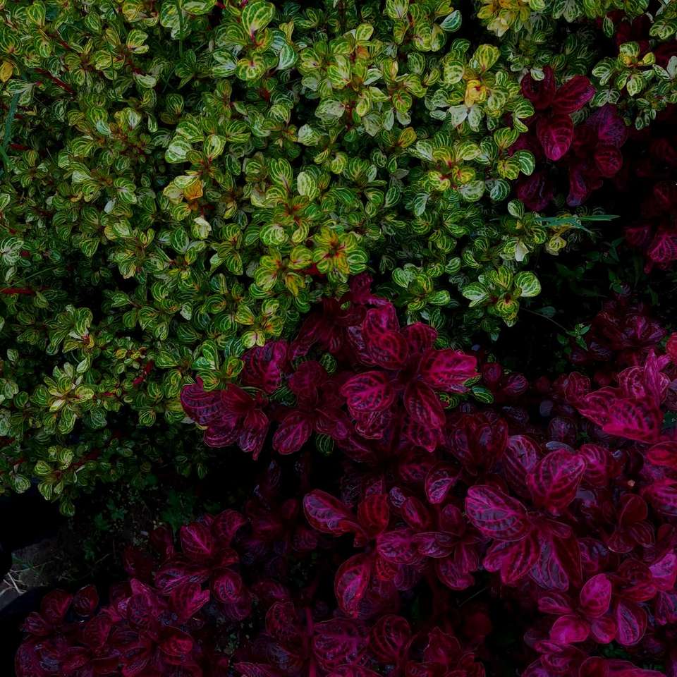 rote und gelbe Blüten mit grünen Blättern Schiebepuzzle online