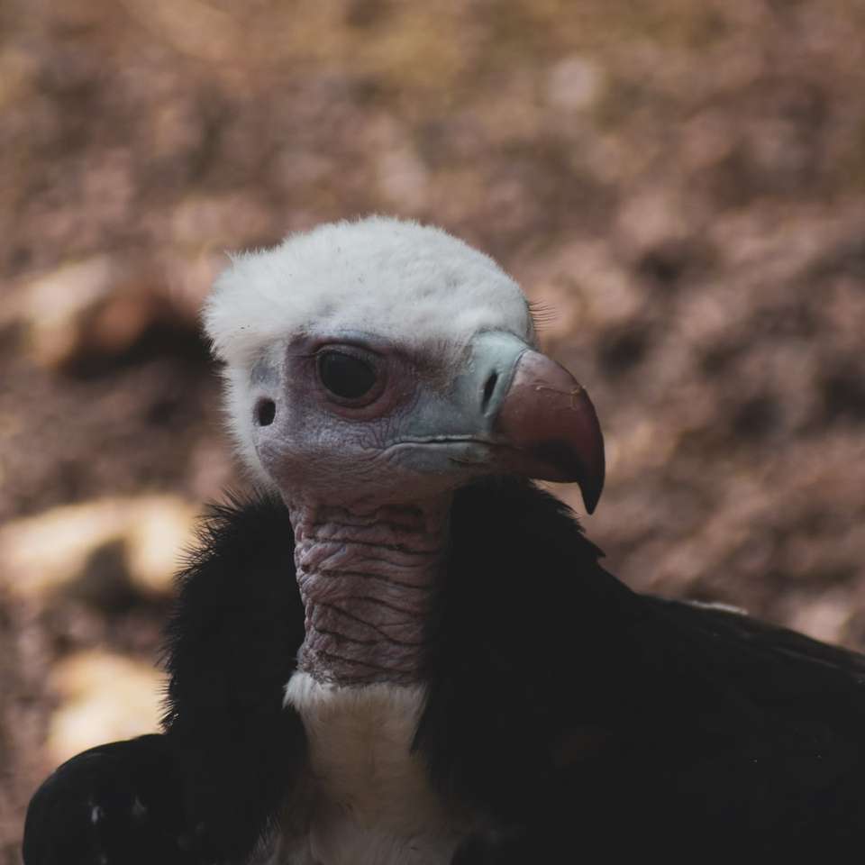 чорно-білий птах у крупним планом фотографії розсувний пазл онлайн