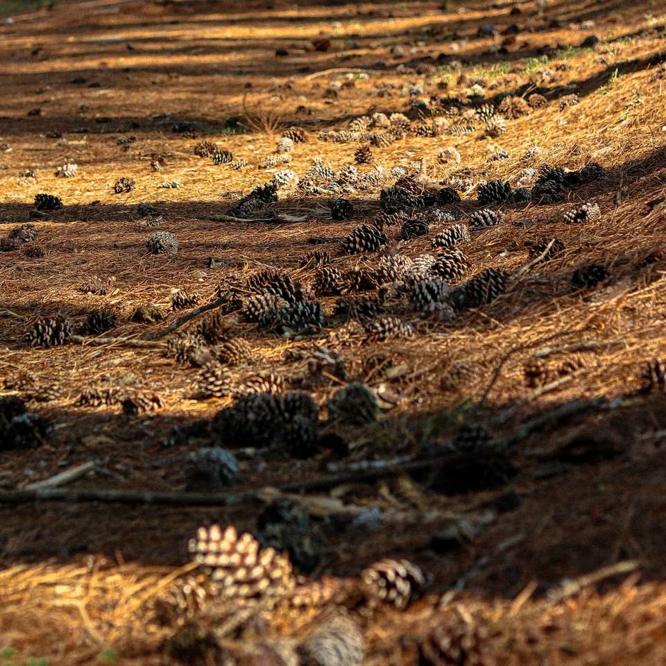 χωράφι με γρασίδι κατά τη διάρκεια της ημέρας συρόμενο παζλ online