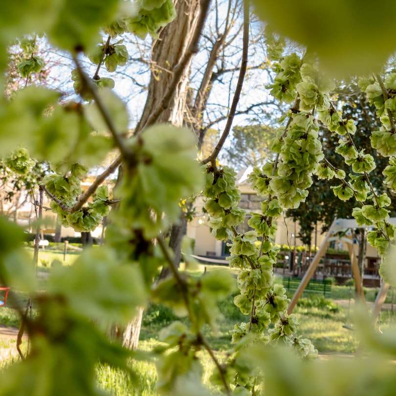 groene boom op groen grasveld overdag schuifpuzzel online