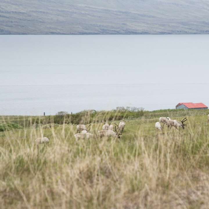 herd of sheep on green grass field near body of water sliding puzzle online