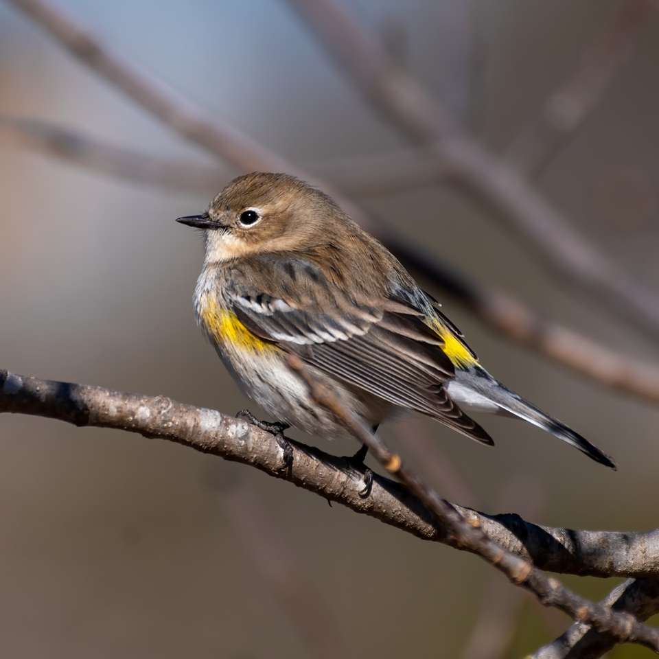 uccello marrone e giallo sul ramo di un albero marrone puzzle scorrevole online