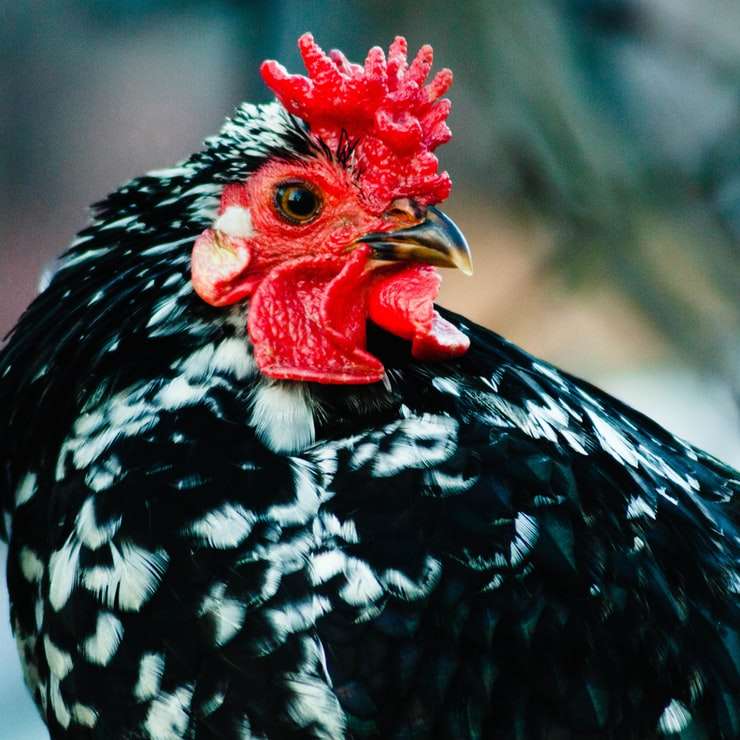 svartvitt kyckling i närbildfotografering glidande pussel online