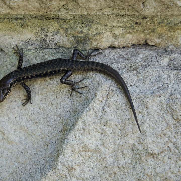 Lézard noir et blanc sur mur de béton blanc puzzle en ligne