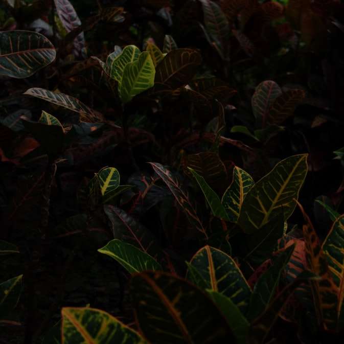 foglie di piante verdi e marroni puzzle online