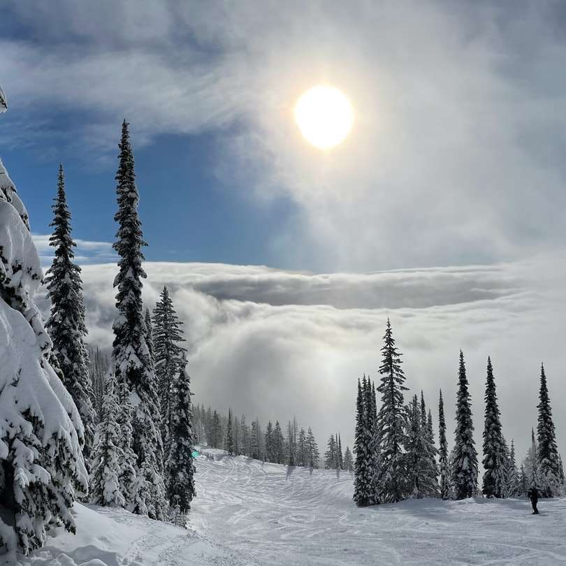 pinheiros cobertos de neve sob o céu azul durante o dia puzzle online