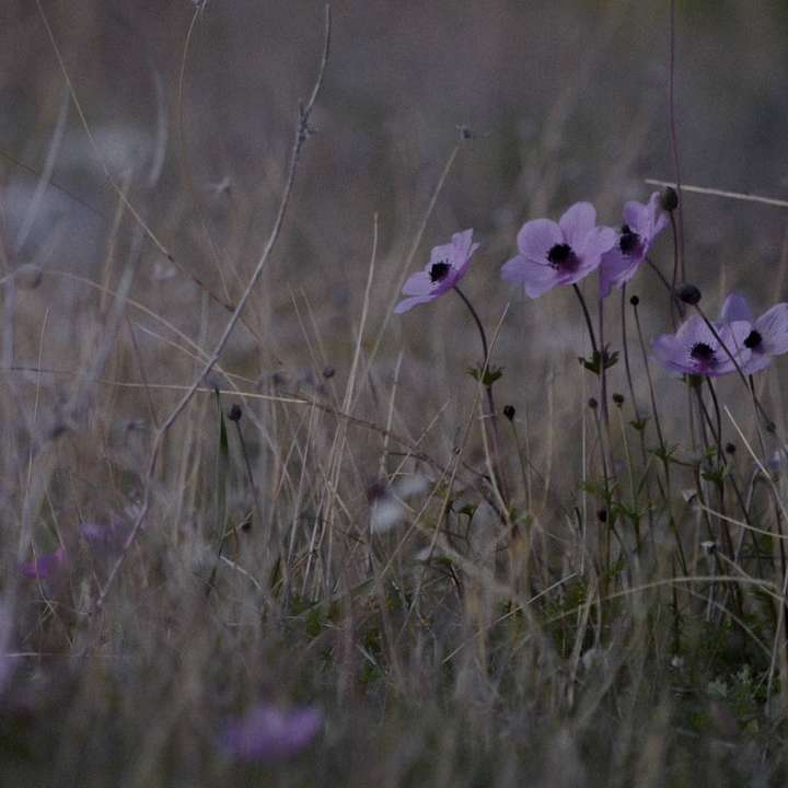 昼間の緑の芝生のフィールドの紫色の花 スライディングパズル・オンライン