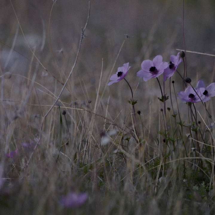 fleur pourpre dans le champ d'herbe verte pendant la journée puzzle coulissant en ligne