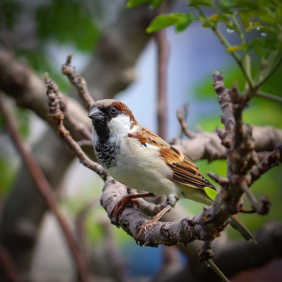 καφέ και άσπρο πουλί σε κλαδί δέντρου online παζλ