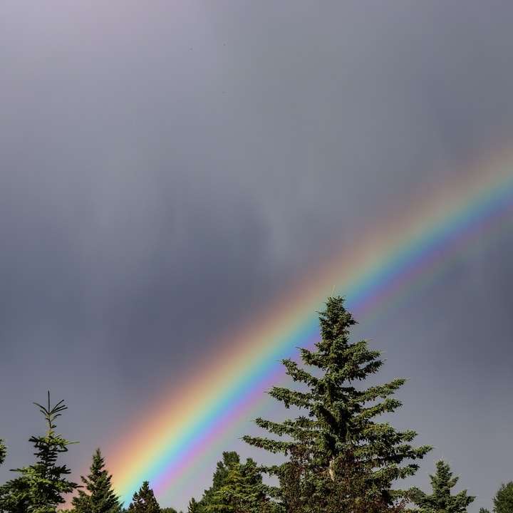 groene bomen onder blauwe hemel met regenboog overdag online puzzel