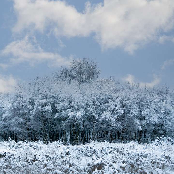 Árboles cubiertos de nieve bajo un cielo azul durante el día rompecabezas en línea