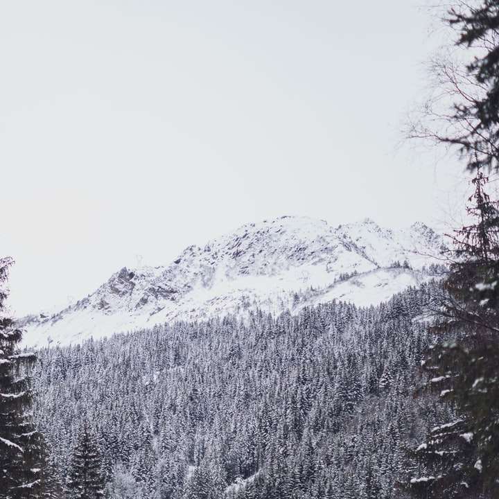 pini acoperiți de zăpadă și munți alunecare puzzle online