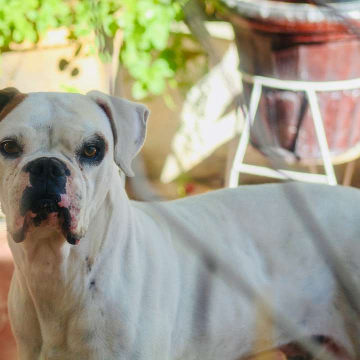 λευκό κοντό σκυλί με επικάλυψη σε κόκκινο πάτωμα συρόμενο παζλ online