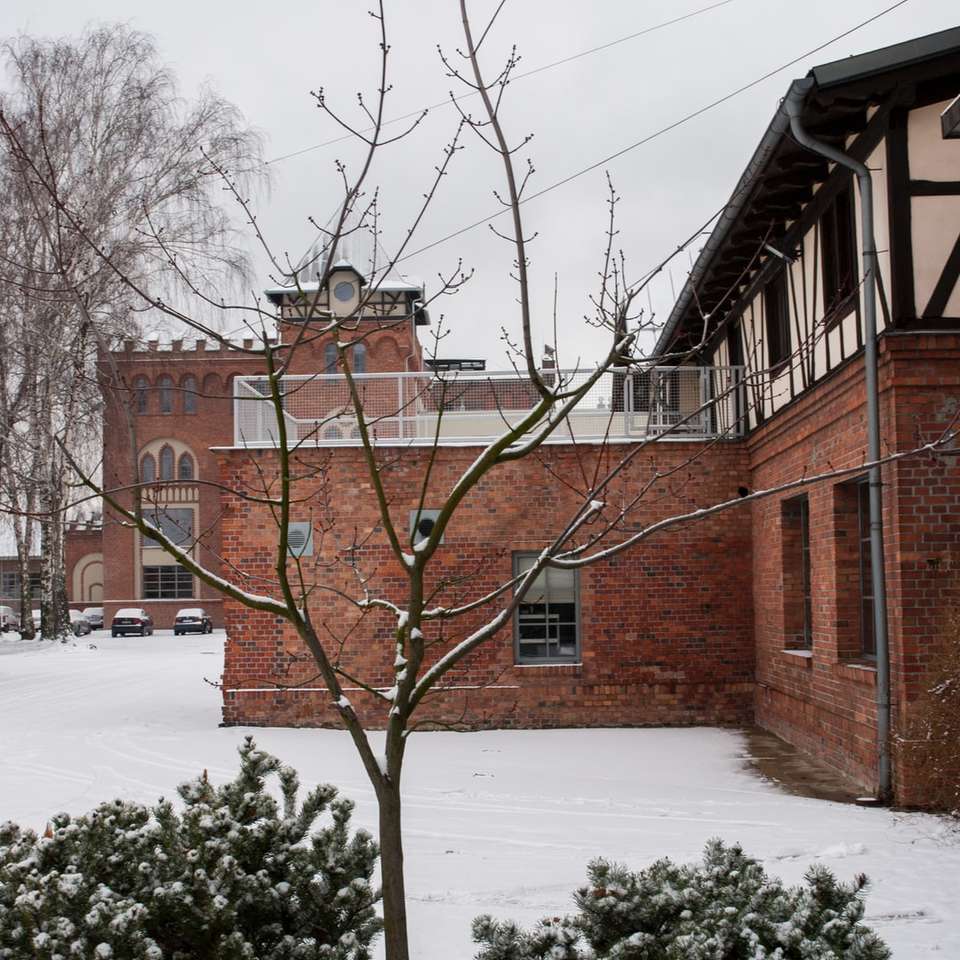 brązowe nagie drzewo na ziemi pokrytej śniegiem puzzle przesuwne online