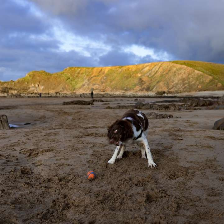 cachorro de pêlo curto preto e branco na areia marrom durante o dia puzzle online