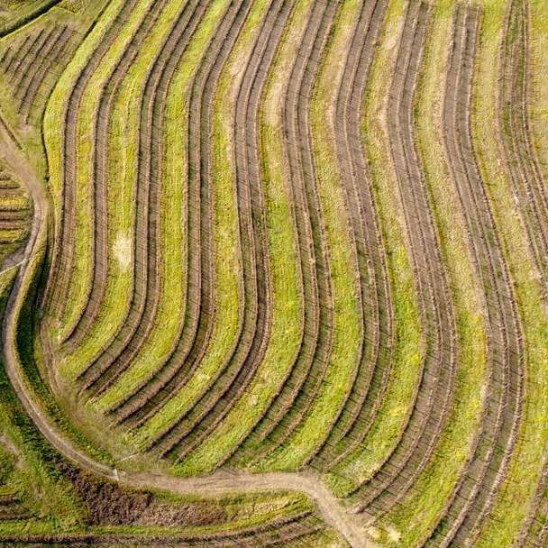 въздушен изглед на зелено поле онлайн пъзел