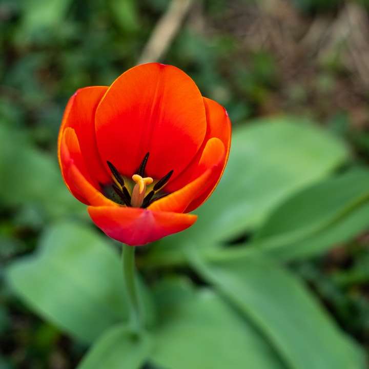 rode bloem in tilt-shift lens schuifpuzzel online