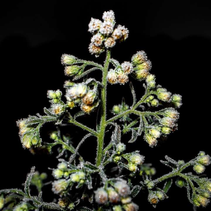 witte en groene bloem in close-up fotografie schuifpuzzel online