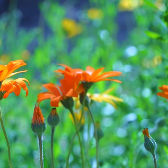 orange blomma i tilt shift-lins Pussel online